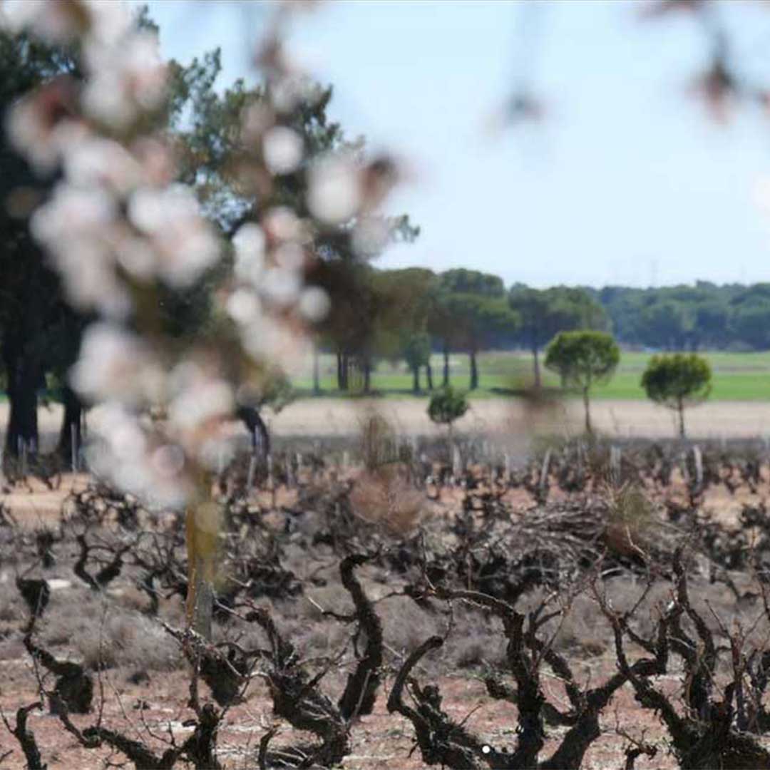 Viñedos prefiloxéricos Chapirete