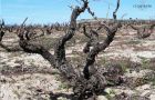 Características únicas del viñedo prefiloxérico de Viñas Murillo