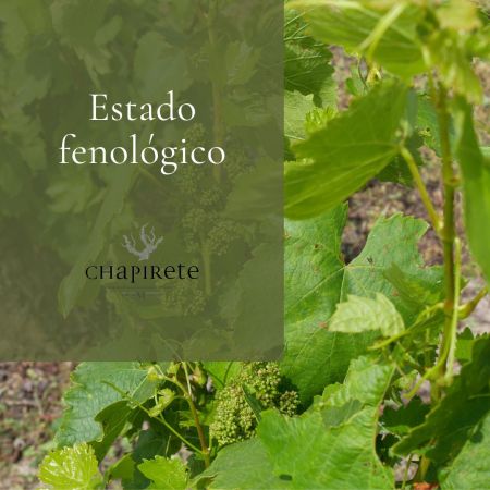 Estado fenológico