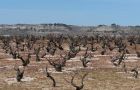 Descubre el encanto del vino blanco Chapirete: tesoros de viñedos prefiloxéricos en Alcazarén, DO Rueda