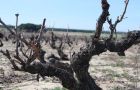 Viñas Murillo, el tesoro de la D.O. Rueda: Viñedos Prefiloxéricos