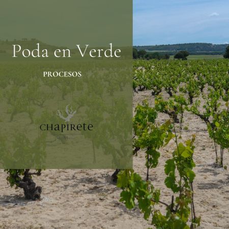 Proceso de poda en verde bodega Chapirete